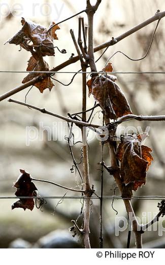 GIVRE SUR FEUILLE ET BOIS  DE VIGNE   EN HIVER, VIGNOBLE DE BORDEAUX. (33V47411.jpg)