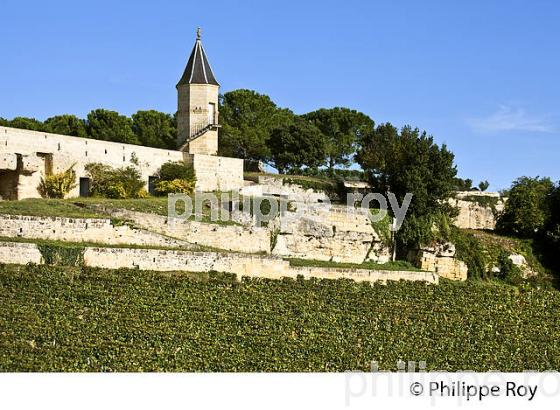 VIGNOBLE DE LA COTE ET LE  CLOS DE LA MADELEINE,  AOC SAINT-EMILION, GIRONDE. (33V47608.jpg)