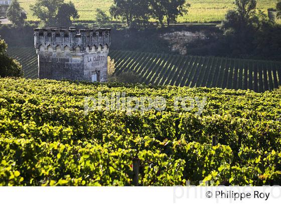 VIGNE ET TOUR DU CHATEAU LA CLOTTE, VILLAGE DE SAINT-EMILION, GIRONDE. (33V47829.jpg)
