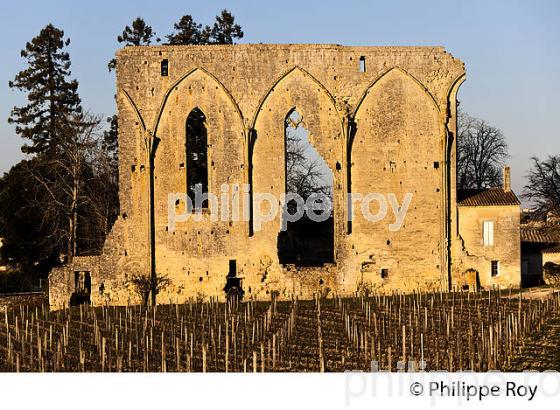 LE MUR DES DOMINICAINS , VESTIGES  DE L' EGLISE GOTHIQUE DU 14 EME SIECLE DU COUVENT DES DOMINICAINS, ET VIGNES DU CHATEU  LES GRANDES MURAILLES,   GRAND CRU CRU CLASSE, AOC SAINT EMILION, VILLAGE  MEDIEVAL ET FORTIFIE  DE SAINT EMILION, GIRONDE, AQUITAINE, NOUVELLE AQUITAINE,  FRANCE. (33V47904.jpg)