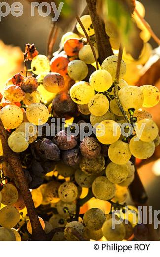 POURRITURE NOBLE, GRAPPE DE RAISIN  BLANC, VIN AOC  BARSAC SAUTERNES , BARSAC, GIRONDE. (33V48116.jpg)