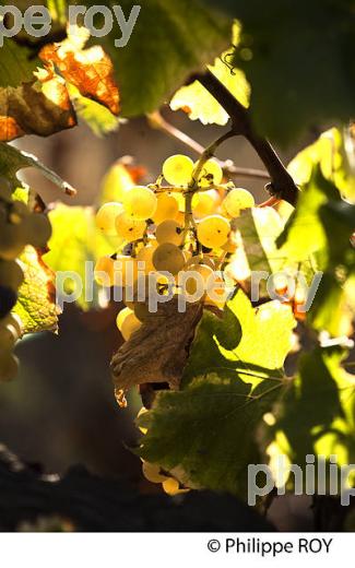 POURRITURE NOBLE, GRAPPE DE RAISIN  BLANC, VIN AOC  BARSAC SAUTERNES , BARSAC, GIRONDE. (33V48119.jpg)