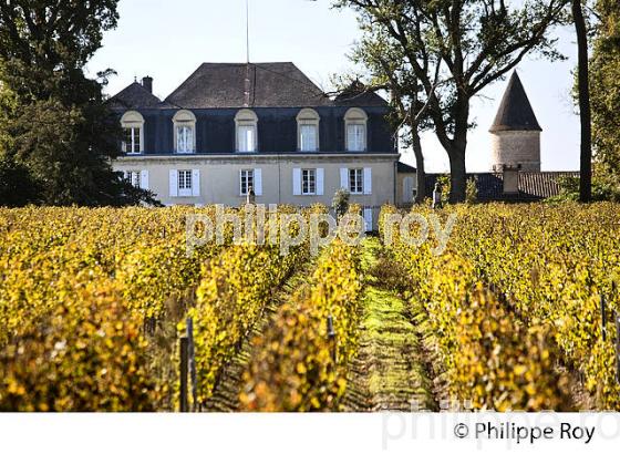 CHATEAU GUIRAUD, ET VIGNOBLE,   VIN AOC  SAUTERNES , GIRONDE. (33V48230.jpg)