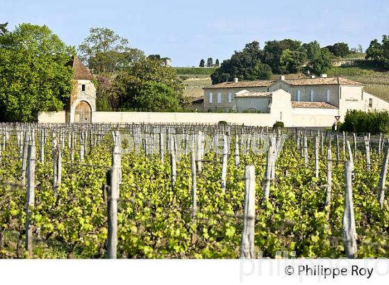 CHATEAU CANON LA GAFFELIERE, 1ER GRAND CRU CLASSE  , AOC SAINT EMILION, VIGNOBLE DE BORDEAUX. (33V48927.jpg)