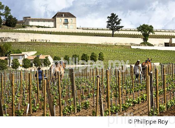 LABOUR AU CHEVAL, VIGNE DU CHATEAU PAVIE ET LE  CHATEAU PAVIE DECESSE, AOC  SAINT EMILION, VIGNOBLE DE BORDEAUX. (33V49009.jpg)