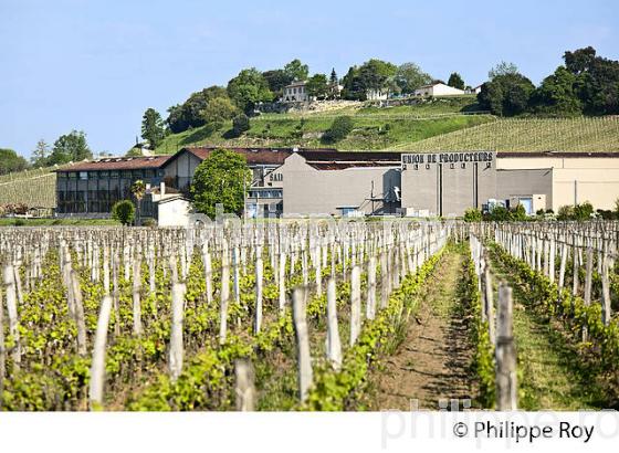L' UNION DES PRODUCTEURS DE   SAINT EMILION,  AOC SAINT EMILION, VIGNOBLE DE BORDEAUX. (33V49030.jpg)