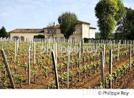 CHATEAU VALANDRAUD, 1ER GRAND CRU CLASSE, AOC SAINT EMILION, VIGNOBLE DE BORDEAUX. (33V49114.jpg)