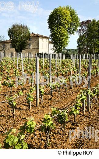 CHATEAU VALANDRAUD, 1ER GRAND CRU CLASSE, AOC SAINT EMILION, VIGNOBLE DE BORDEAUX. (33V49115.jpg)