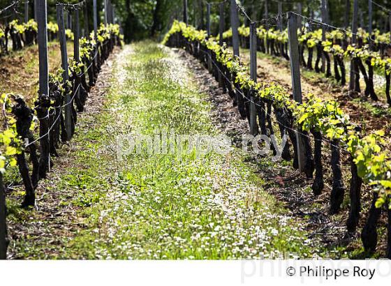VIGNE ENHERBEE,  SAINT CHRISTOPHE DES BARDES, AOC SAINT EMILION GIRONDE. (33V49226.jpg)