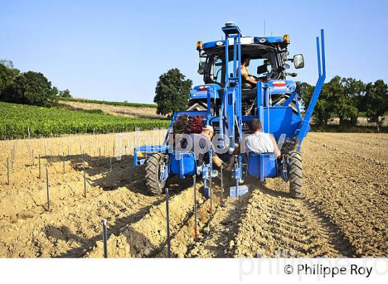 CHANTIER DE   PLANTATION DE VIGNE, VIGNOBLE DE BORDEAUX, GIRONDE. (33V49338.jpg)