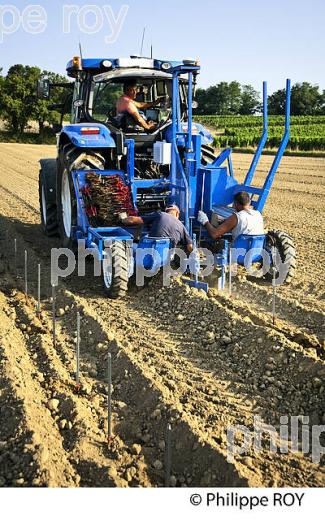 CHANTIER DE   PLANTATION DE VIGNE, VIGNOBLE DE BORDEAUX, GIRONDE. (33V49419.jpg)