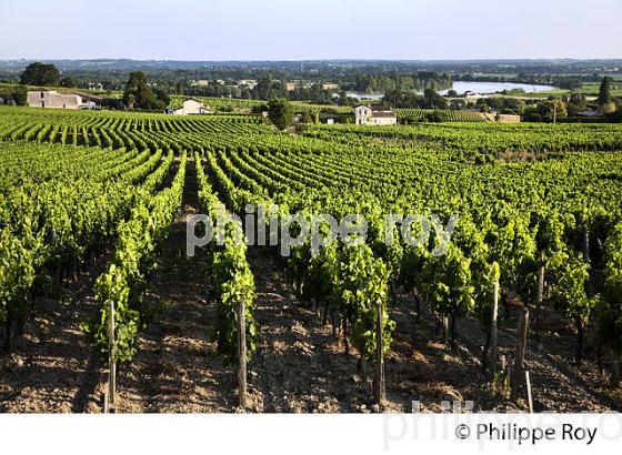 VIGNE AOC CANON FRONSAC ET LA DORDOGNE, VIGNOBLE DE BORDEAUX, FRONSAC, GIRONDE. (33V49424.jpg)