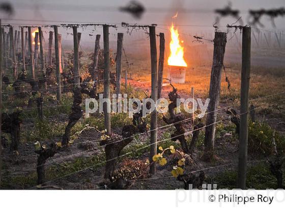 LUTTE CONTRE LE GEL DE PRINTEMPS DANS LA VIGNE, VIGNOBLE DE BORDEAUX, GIRONDE. (33V49713.jpg)