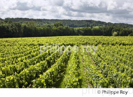 VIGNOBLE, AOC SAINT-EMILION-PUISSEGUIN, GIRONDE. (33V49901.jpg)