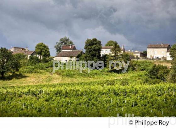 VIGNOBLE, AOC SAINT-EMILION-PUISSEGUIN, GIRONDE. (33V49903.jpg)