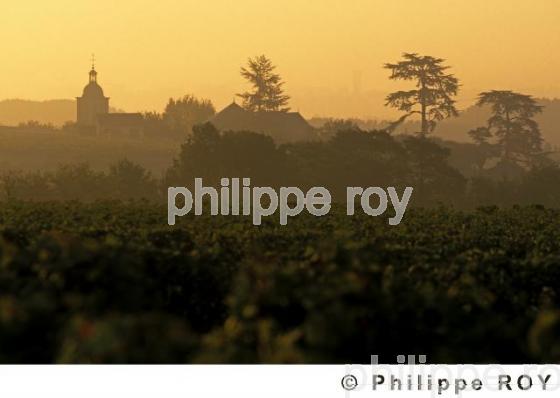 Vignoble du Val de Loire (37V00121.jpg)