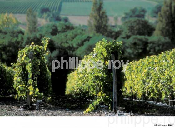 Vignoble du Val de Loire (37V00338.jpg)