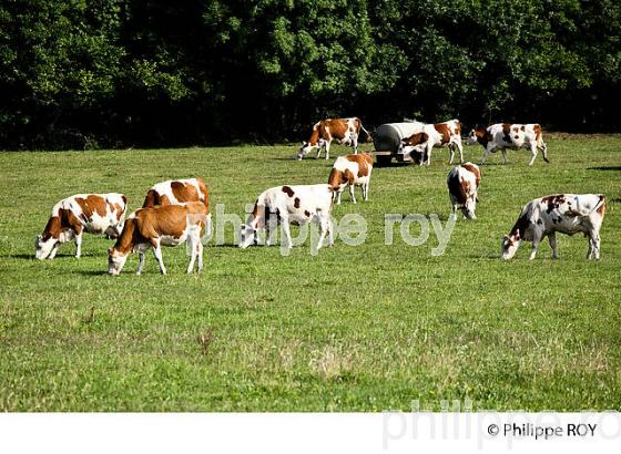 TROUPEAU DE VACHES DE RACE MONTBELIARDE, JURA, FRANCE (39F00922.jpg)