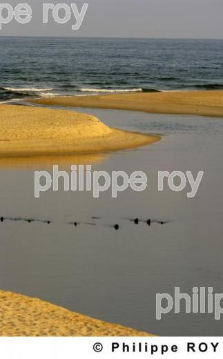 Les Landes (40F00918.jpg)