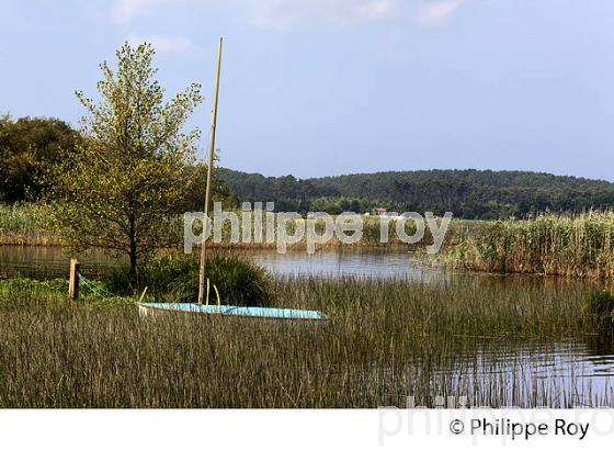 LAC D' AUREILHAN, MIMIZAN, COTE D' ARGENT, LANDES, AQUITAINE. (40F01305.jpg)