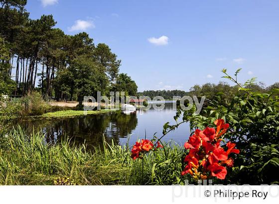 LAC D' AUREILHAN, MIMIZAN, COTE D' ARGENT, LANDES, AQUITAINE. (40F01322.jpg)