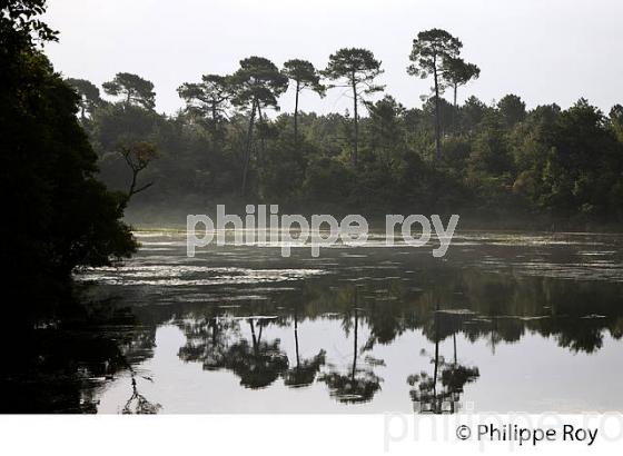 ETANG DE LA  FORGE , PONTENX LES FORGES , LANDES , AQUITAINE. (40F02033.jpg)