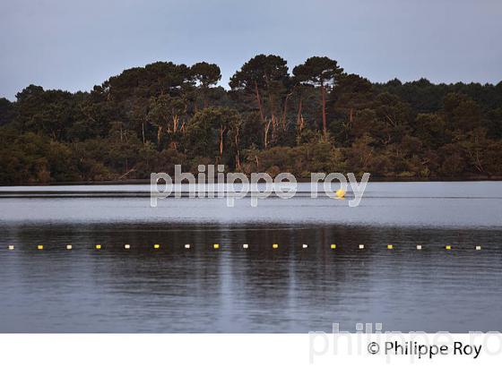 LAC DE BISCARROSSE, COTE ATLANTIQUE, LANDES, AQUITAINE. (40F02431.jpg)