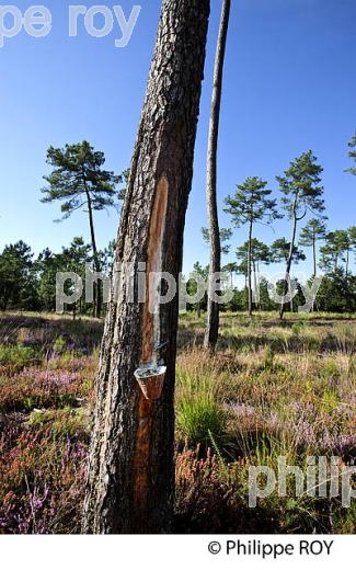 ECOMUSEE DE MARQUEZE, PARC NATUREL  REGIONAL DES LANDES DE GASCOGNE, AQUITAINE. (40F02727.jpg)