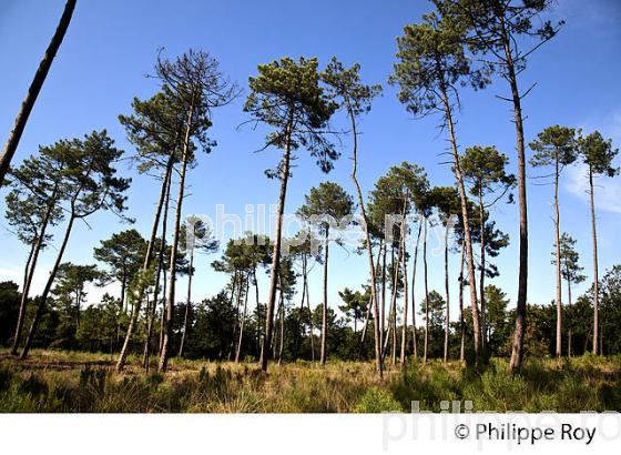 ECOMUSEE DE MARQUEZE, PARC NATUREL  REGIONAL DES LANDES DE GASCOGNE, AQUITAINE. (40F02803.jpg)