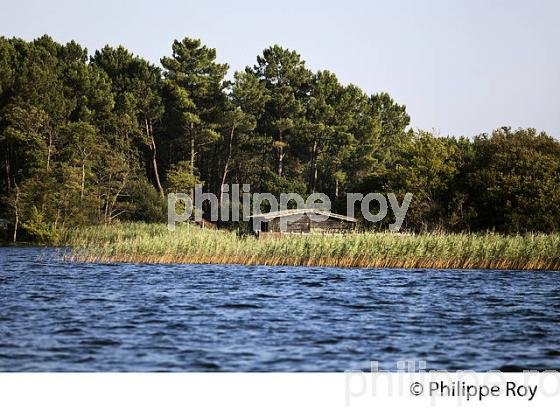 LAC DE SANGUINET , LANDES, COTE ATLANTIQUE,  AQUITAINE. (40F03217.jpg)