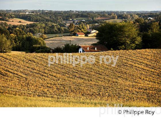 PAYSAGE AGRICOLE   DE CHALOSSE, LANDES. (40F03517.jpg)