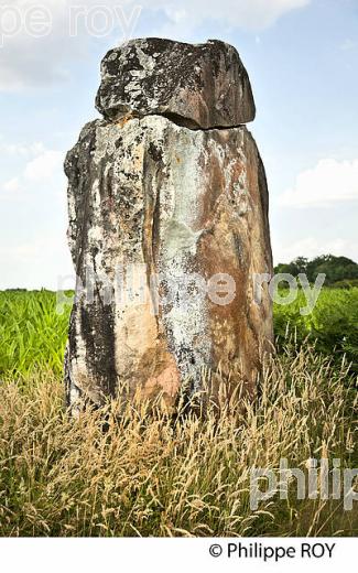 MENHIR DE GUILLAY, LARRIVIERE-SAINT-SAVIN, PAYS GRENADOIS, LANDES. (40F03631.jpg)