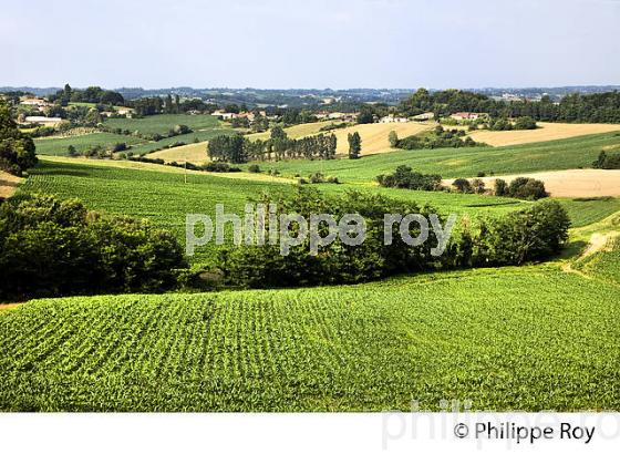 PAYSAGE DE CHALOSSE, MONFORT EN CHALOSSE, LANDES (40F04133.jpg)