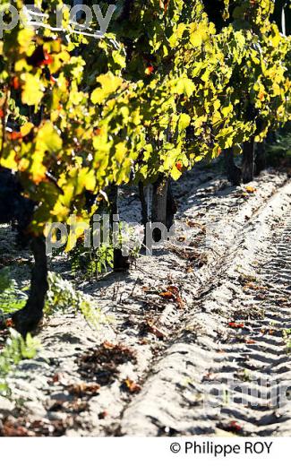 VIGNOBLE, DOMAINE DE LA POINTE, VIN DES SABLES, COMMUNE DE CAPBRETON, COTE D' ARGENT, LANDES. (40F07517.jpg)