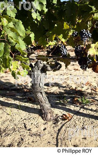 VIGNOBLE, DOMAINE DE LA POINTE, VIN DES SABLES, COMMUNE DE CAPBRETON, COTE D' ARGENT, LANDES. (40F07519.jpg)