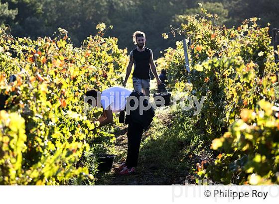 VENDANGES, DOMAINE DE LA POINTE, VIN DES SABLES, COMMUNE DE CAPBRETON, COTE D' ARGENT, LANDES. (40F07535.jpg)
