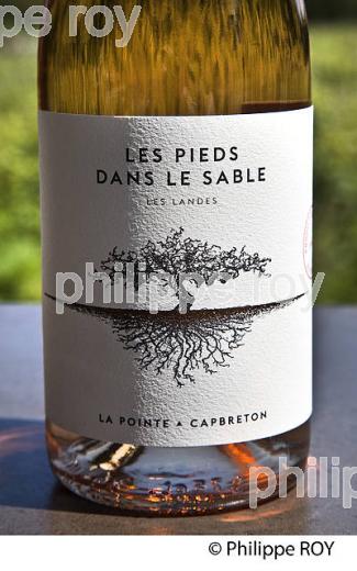 DOMAINE DE LA POINTE, VIN DES SABLES, COMMUNE DE CAPBRETON, COTE D' ARGENT, LANDES. (40F07609.jpg)