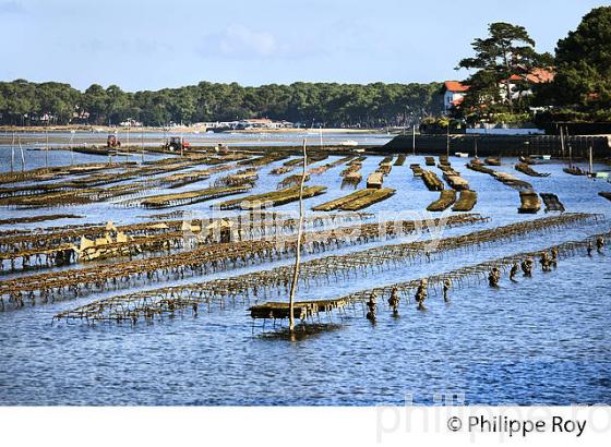 OSTREICULTURE,LAC D' HOSSEGOR,  STATION BALNEAIRE DE HOSSEGOR, COTE D' ARGENT, LANDES (40F07912.jpg)