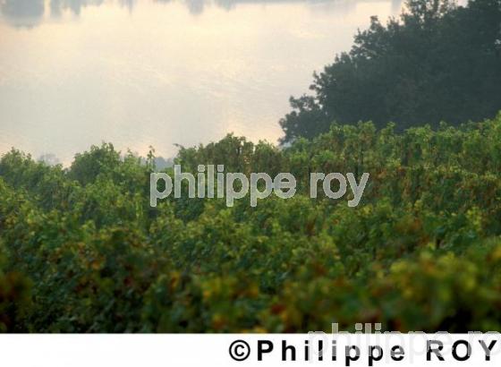 Le vignoble des Ctes du Rhne (42V00209.jpg)