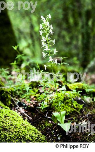 PHOSPHATIERES DE CLOUP D' AURAL, BACH, CAUSSE DE LIMOGNE, QUERCY, LOT. (46F01705.jpg)