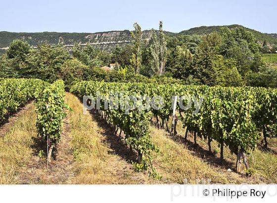 VIGNE , VINS  AOC  CAHORS, CAILLAC, VALLEE DU LOT, QUERCY, LOT. (46F02705.jpg)
