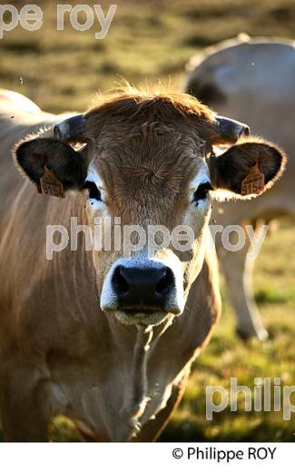 ELEVAGE BOVIN, VACHE RACE AUBRAC, A L' ESTIVE, LE BLEYMARD MONT LOZERE,  CEVENNES, LOZERE. (48F02003.jpg)