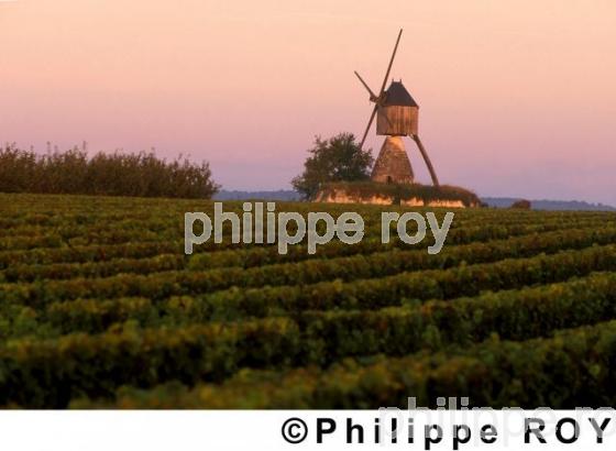VIGNOBLE DU VAL DE LOIRE, ANJOU, FRANCE (49V00208.jpg)