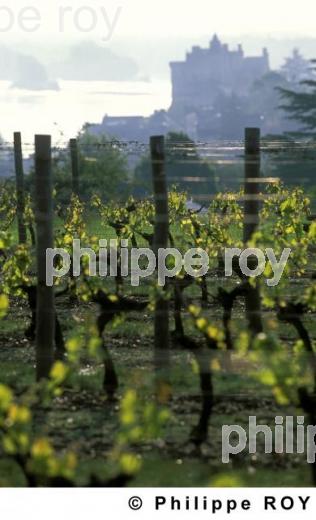 VIGNOBLE DU VAL DE LOIRE, ANJOU, FRANCE (49V00227.jpg)
