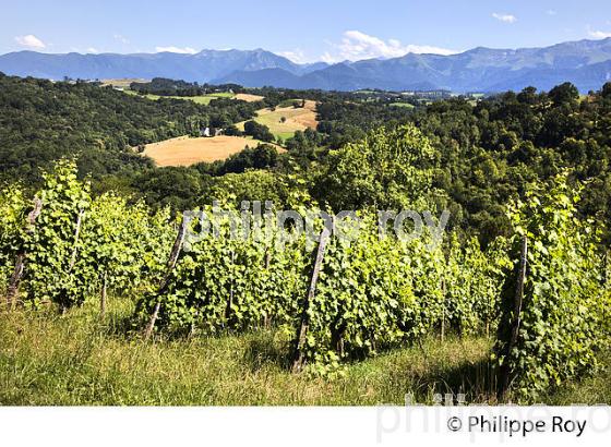DOMAINE LATAPY, VIGNOBLE DE JURANCON, GAN, BEARN, PYRENEES ATLANTIQUES. (64F06612.jpg)