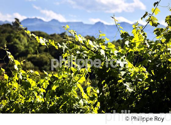 DOMAINE LATAPY, VIGNOBLE DE JURANCON, GAN, BEARN, PYRENEES ATLANTIQUES. (64F06623.jpg)