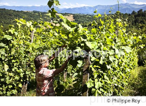 DOMAINE LATAPY, VIGNOBLE DE JURANCON, GAN, BEARN, PYRENEES ATLANTIQUES. (64F06626.jpg)