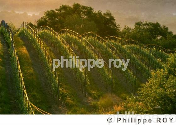 Le vignoble de Juraon (64V00102.jpg)