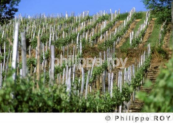 Le vignoble de Juraon (64V00129.jpg)