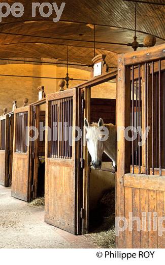 ECURIE LARRIEU,  HARAS NATIONAUX, TARBES, BIGORRE, HAUTES-PYRENEES. (65F02212.jpg)